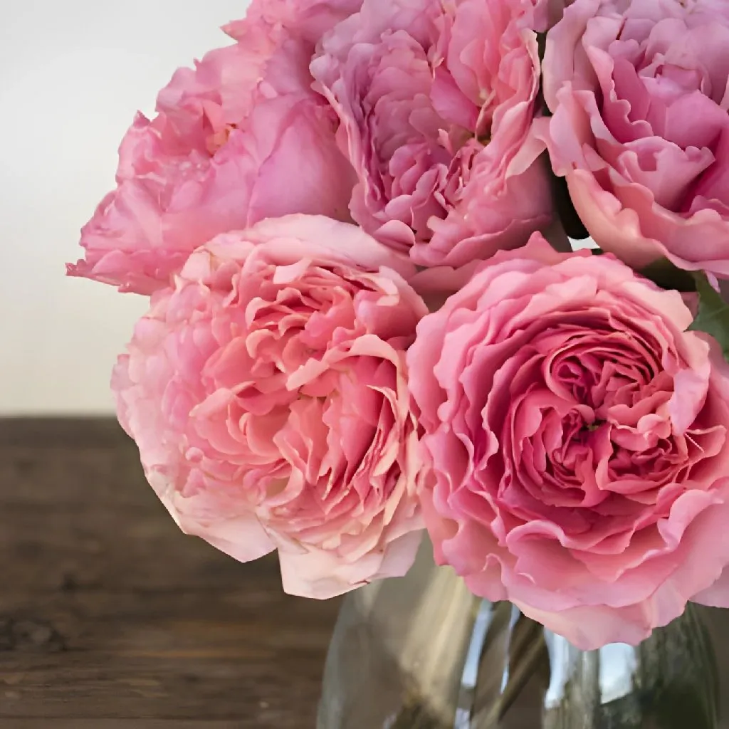 Blush Pink Wholesale Garden Rose