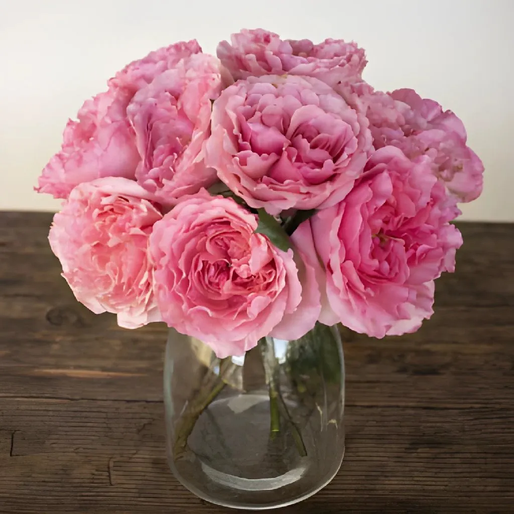 Blush Pink Wholesale Garden Rose