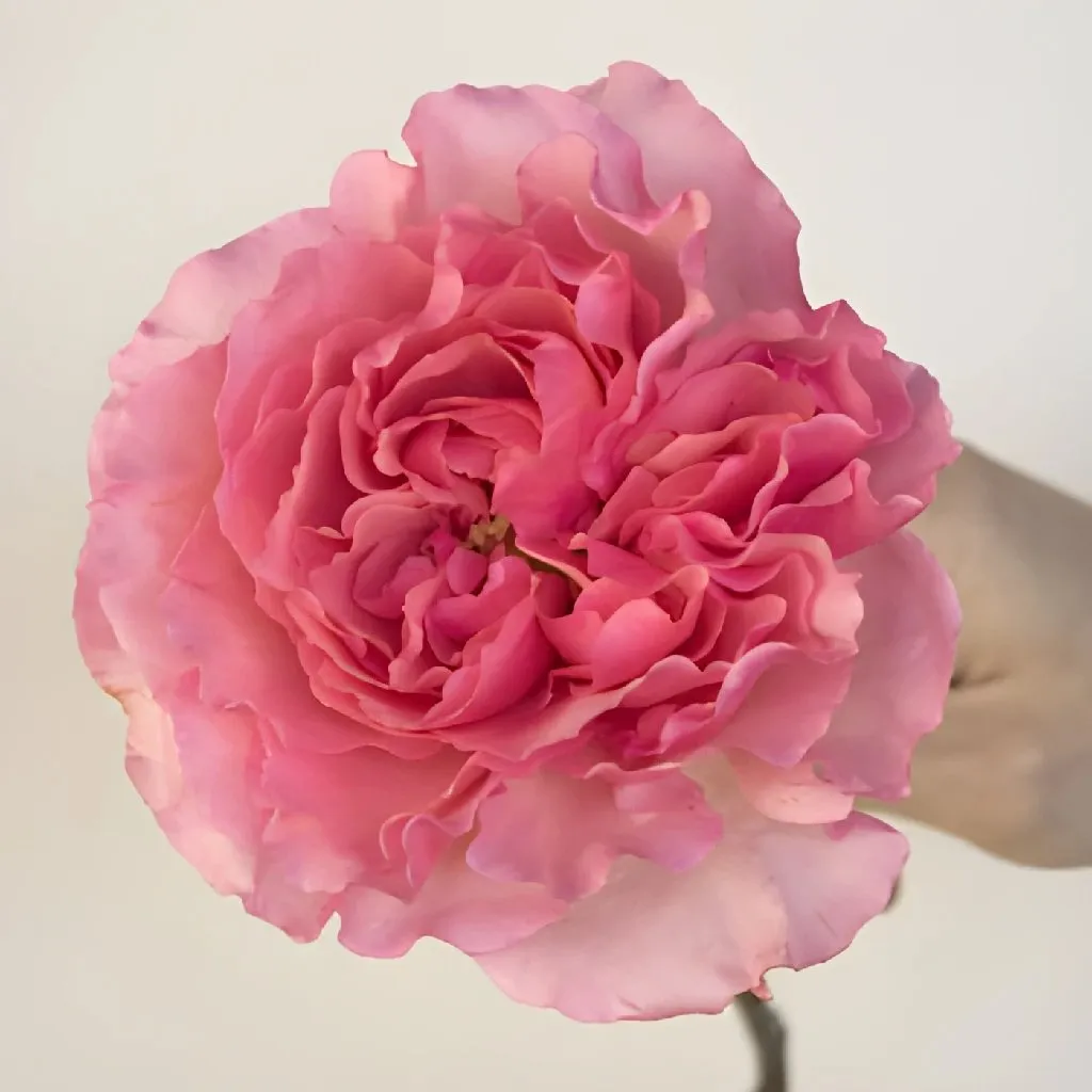 Blush Pink Wholesale Garden Rose