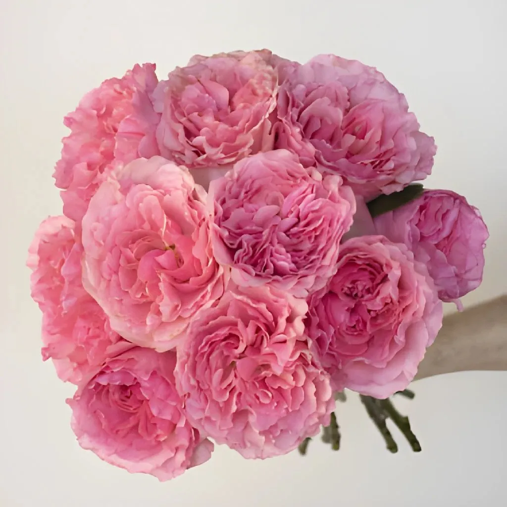 Blush Pink Wholesale Garden Rose