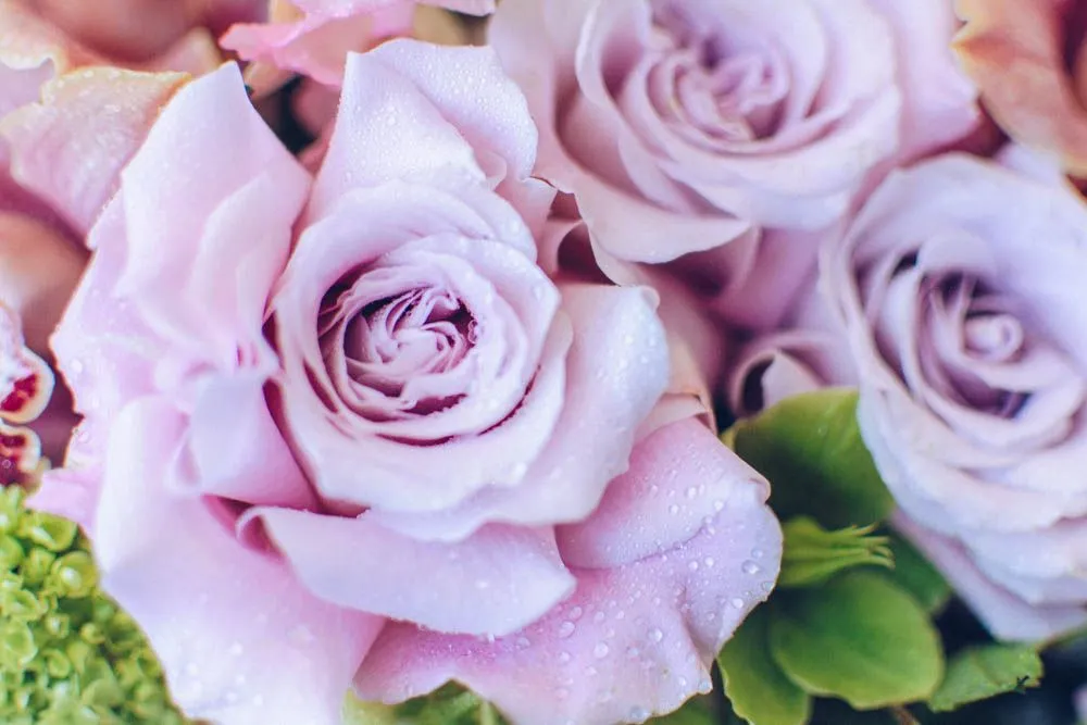 Blushing Beauty