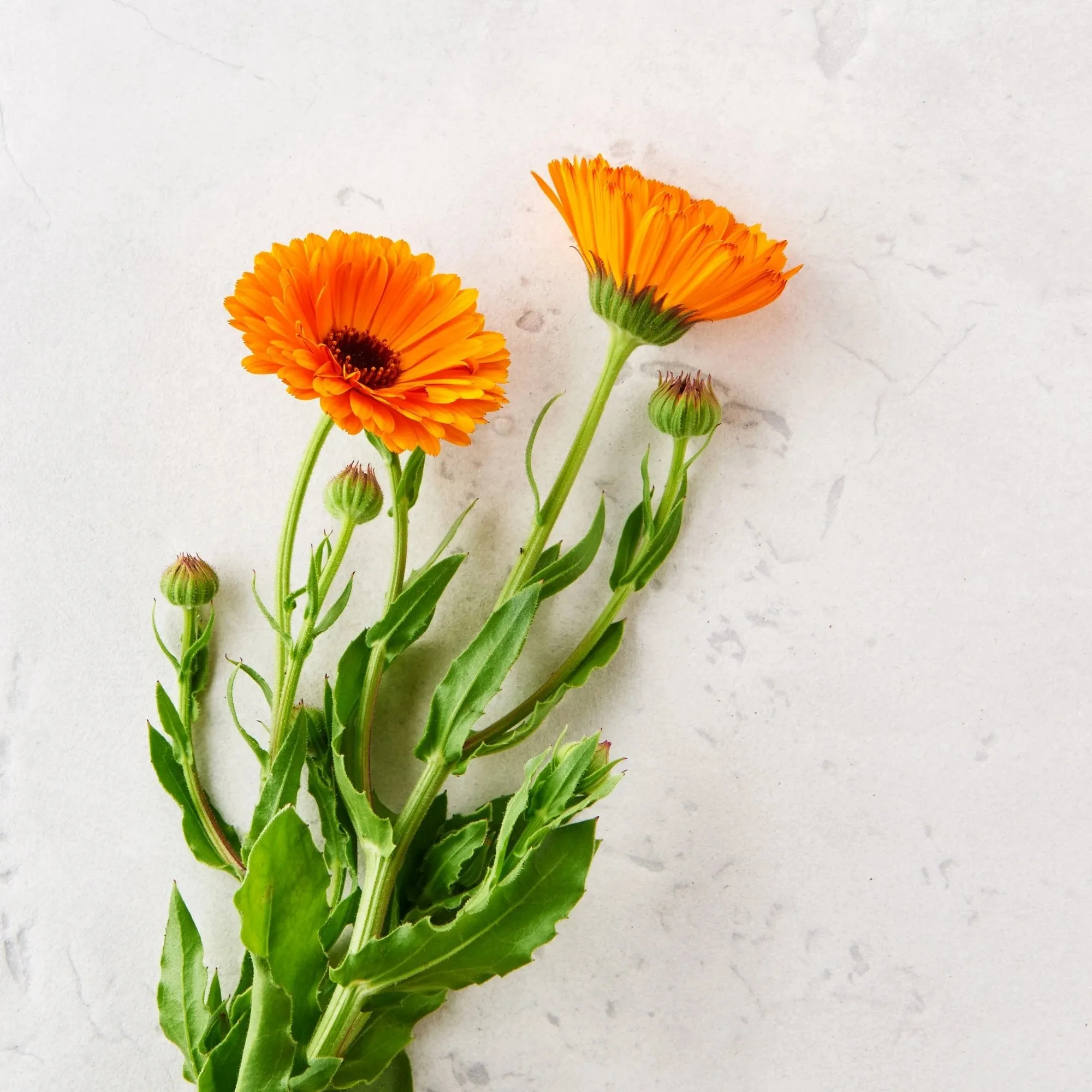 Natural Sun Care Creme (baby)