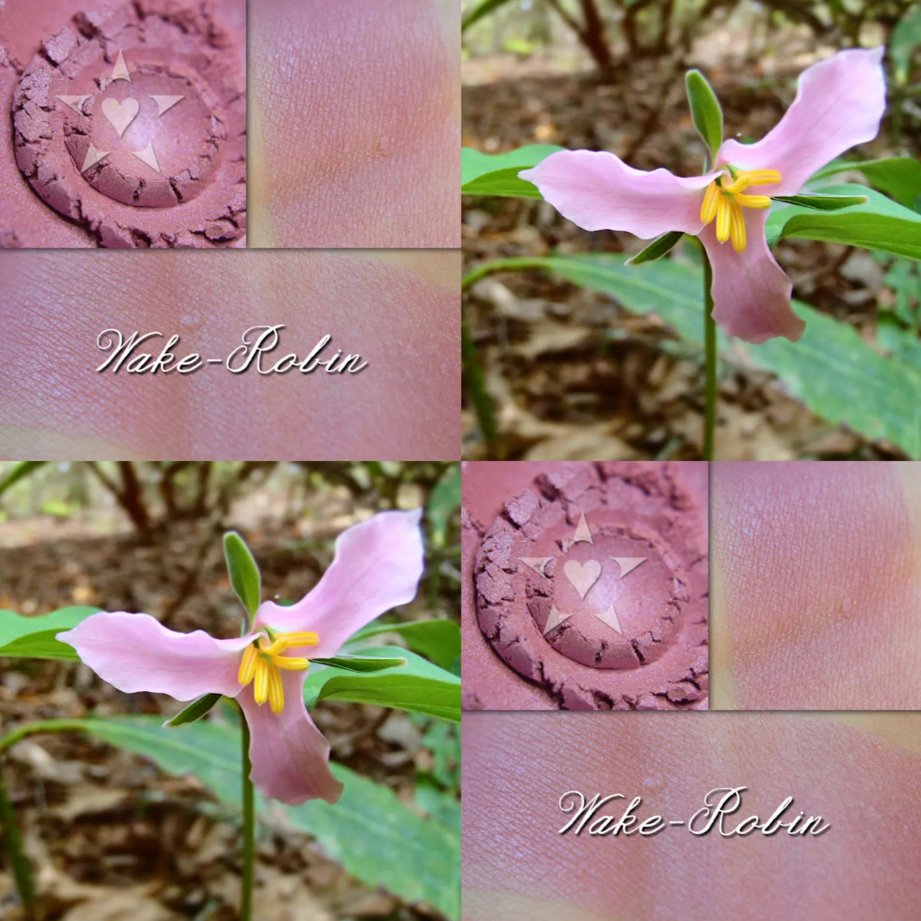 WAKE-ROBIN - Soft Lustre Blush